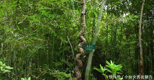  「竹林」农村奇特的“丑竹子”，价格却很昂贵，可别嫌它丑随手