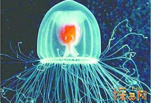 寿命最长的动物,灯塔水母能长生不死