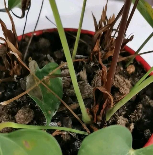 『红掌』红掌养不好?花盆和盆土选择不对,红掌养护再好也烂根黄叶