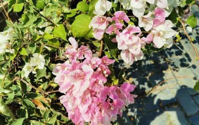  『棵三角』花市买的三角梅,春天换盆时发现塑料袋,想挽救很难了