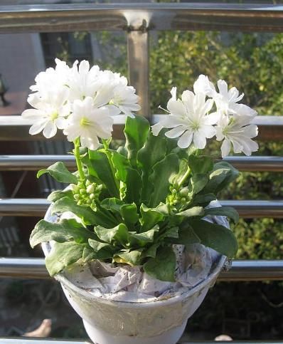 绿萝:绿萝吊兰已过时,这种盆栽花色绚丽,又好养,一年四季有花赏