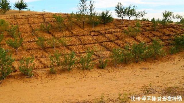 中国速度向沙漠收复失地，一年收回一个深圳的面积
