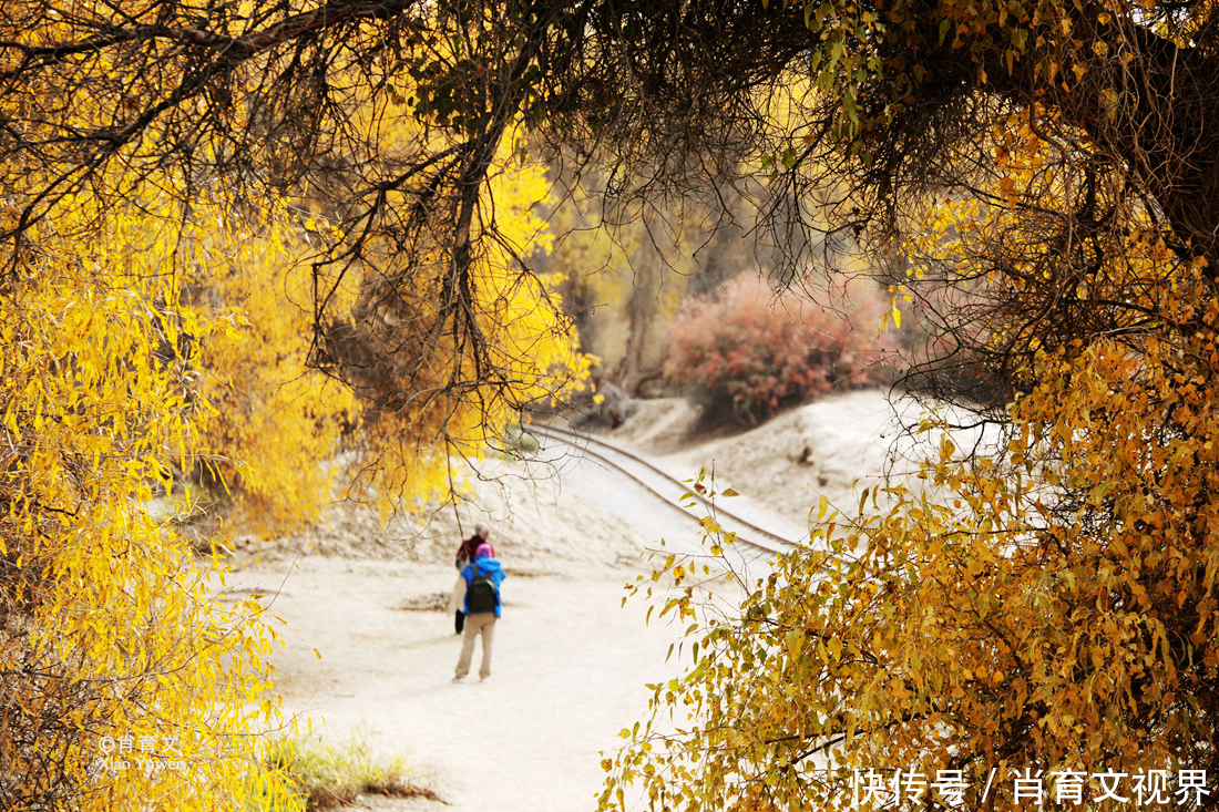 新疆胡杨最美的季节即将到来，坐上景区的小火车，仿佛穿越了时空