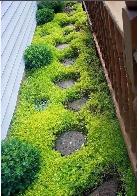  『景观』地被植物配置技巧
