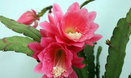#枝干#令箭荷花“剪一剪”,枝干壮、花芽钻,花朵开满300朵,赏花海