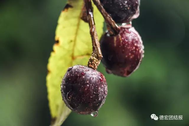 德宏盈江有个"云端上的寨子"