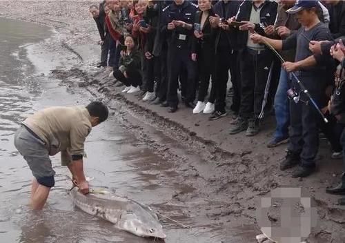  「中华鲟」这种鱼又称“长江鱼王”，如今长江中已看不见，近日