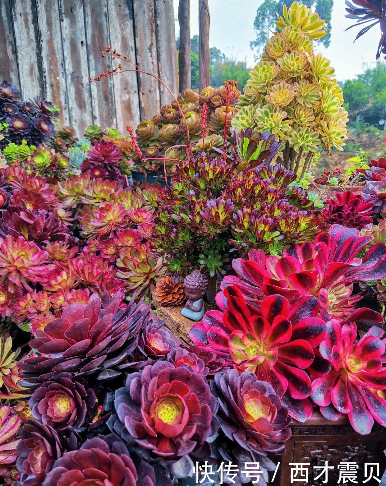 夏季|谁说夏季多肉必丑?这几种多肉夏季“叛逆”,状态反而越更漂亮!