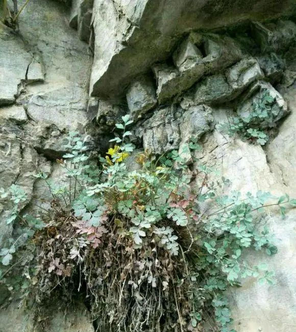  名贵的中药@种植这四种中药材，市场供不应求，极大部分人都不认识