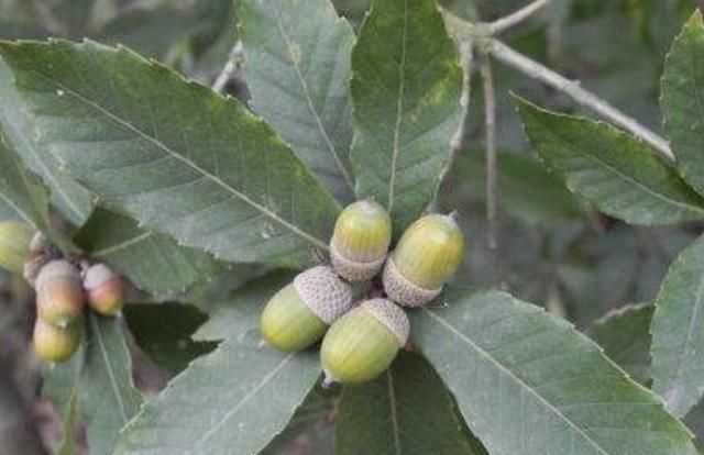  果树：山上的“一种果树”，果实就是“陀螺”，孩子值得好好采