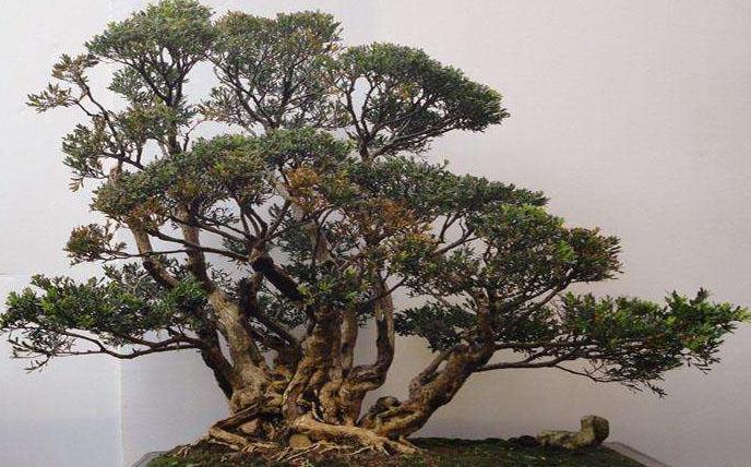  [寓意]讲究的养花人，都养3种花，寓意“发财”，越养越有钱，家大业大