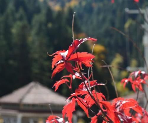 我国面积最大“枫叶景区”，比香山大180倍，堪称人间仙境