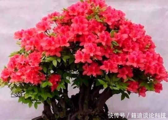 『快速』小花匠养杜鹃花,春季都用此“方法”,疯长新芽,来年花更多