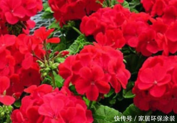 款花■春天不妨养这3款花,好养易爆盆,尤其第三种,阳台变小花园!