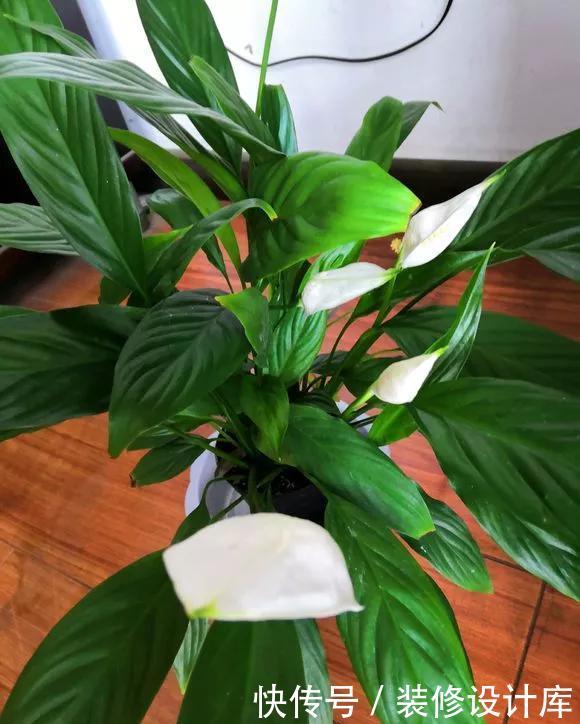  『技巧』养花技巧：一帆风顺开花小，不开花，掌握3点，花开不断养爆盆！