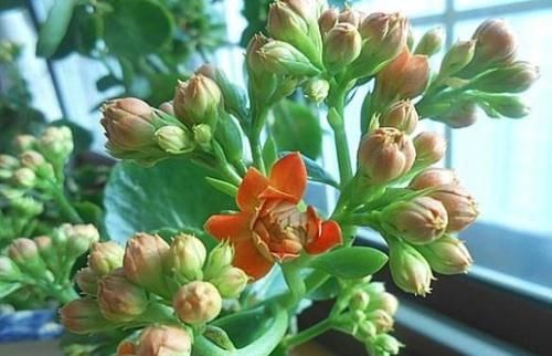  『就能够让』长寿花“开败”实在丑？咔擦“1剪刀”，1年后养成“风雅”老桩