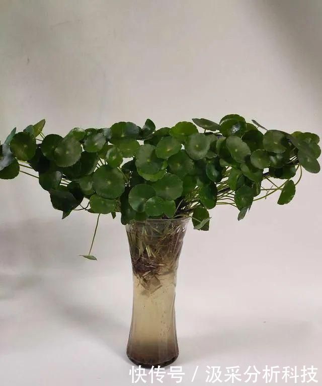 『打造』打破常规,用一个废旧衣架,打造铜钱草独特造型