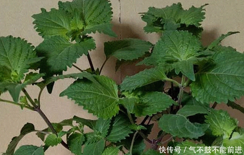 实用价值■这种植物种在阳台上,不仅好看,而且还有很大的实用价值