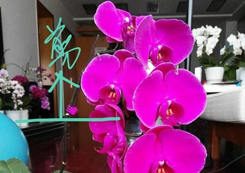  『再次开』谢花的蝴蝶兰花梗不用剪，只需一招，花梗再次爆芽开花满枝头