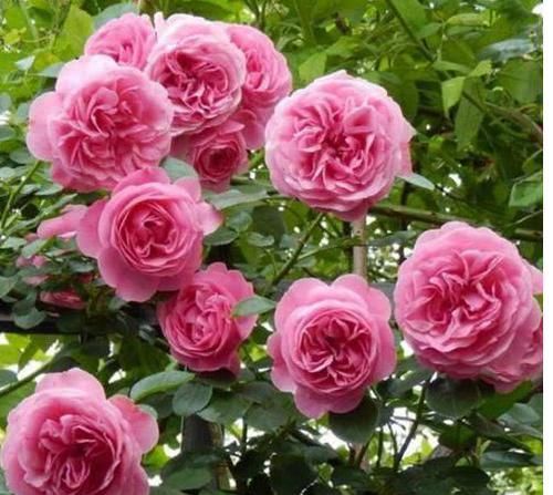 『花香』好看又好养的4种花,花大色艳,花香易打理,养在客厅美极了
