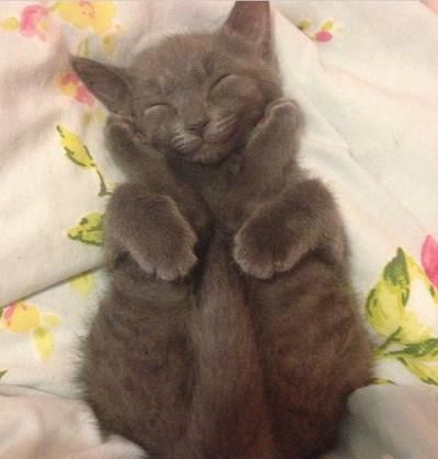 【睡姿】本以为只有小奶猫的睡姿怪，没想到大猫的睡姿更奇怪