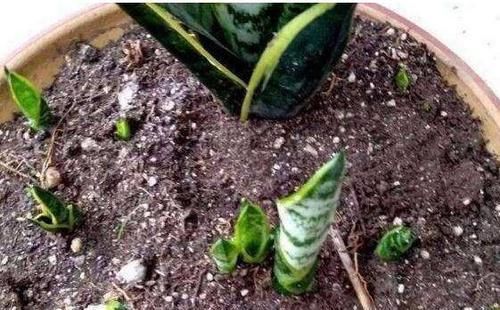  [关键点]养虎皮兰，2个“关键点”，抓住了，侧芽“撑爆盆”！