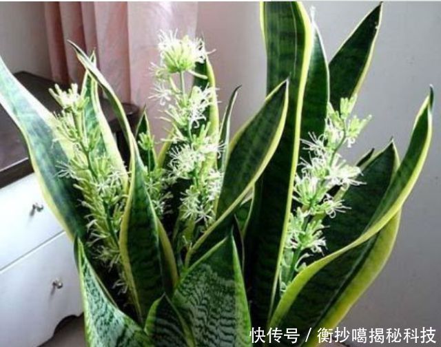 #春天#春天赶快扦插“5种花”,摘片叶子,插土里就活,1盆变10盆!