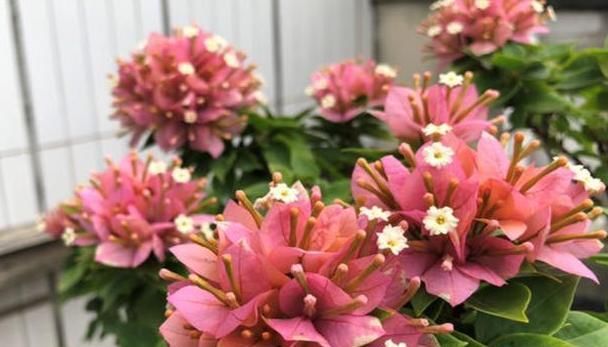  『根部吸收』夏季赏花选三角梅，管理掌握5个小技巧，盆盆月月花开不停