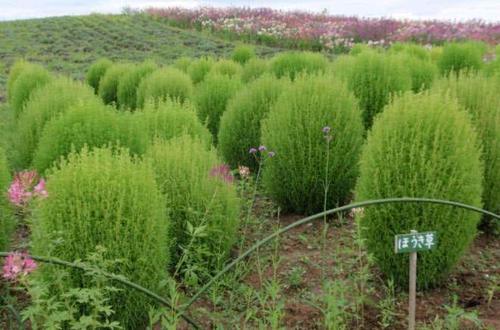 世界上最憋屈的植物，它在日本价格非常昂贵，在中国却用来当扫把