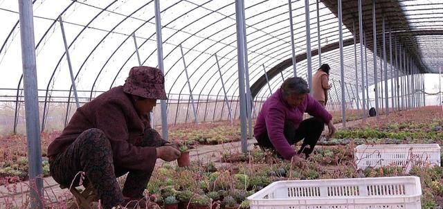  「年收入」丰县一小伙种植多浆植物，年收入达三十万！
