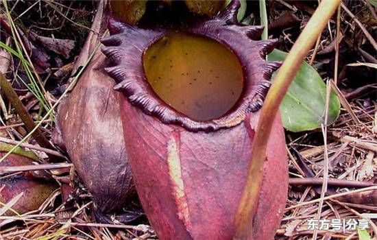 驱蚊的植物有哪些 驱蚊草对人体有害吗