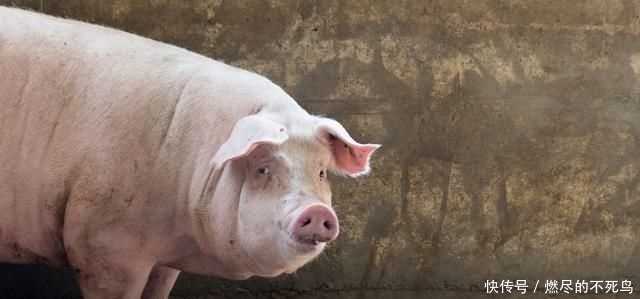  【只重视】养猪人必看！控制猪场饲料成本有诀窍……