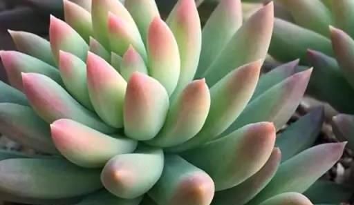  『静夜』这20种美丽的多肉，竟都是静夜的后代！静夜还真是个多情种呢！