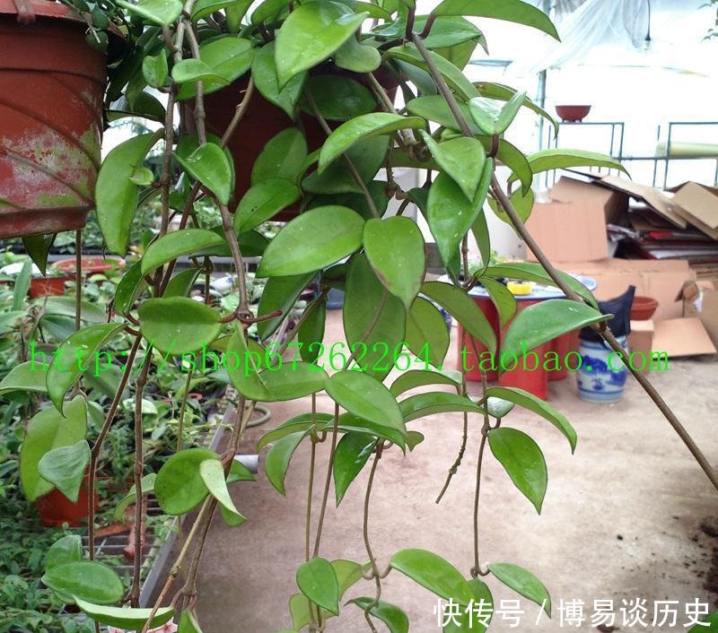 【品种】花期最长的球兰花, 四季有花开, 花叶俱美, 芳香四溢, 还很好养