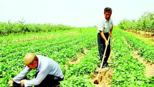  储藏：现在红薯价格这么好，农民朋友为啥不愿多种红薯呢？原因