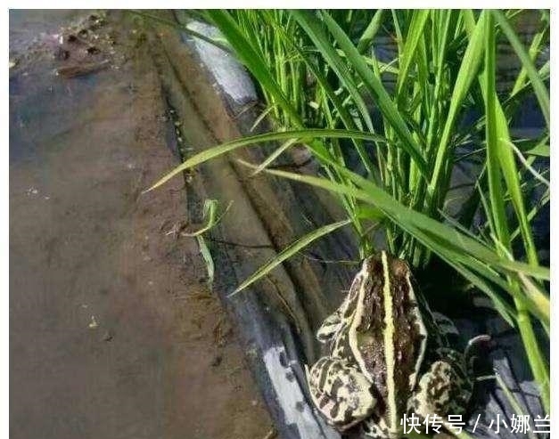 大叔用农田打造水稻鸭子鱼, 年入几十万