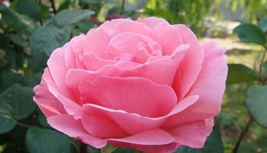  『充足』这几盆花养在懒人阳台，花期长香味浓，个个花开惊艳，绚丽多彩