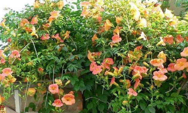  [喜欢]家中选择3种花，很简单就能养出“花海”，喜欢赏花的朋友快行动