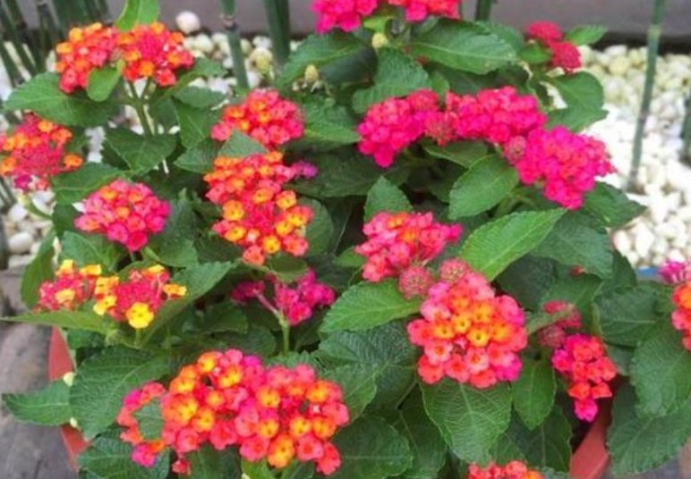  漂亮|3种花，耐旱又耐晒，越是夏天开花越旺，好养又漂亮，人见人爱！