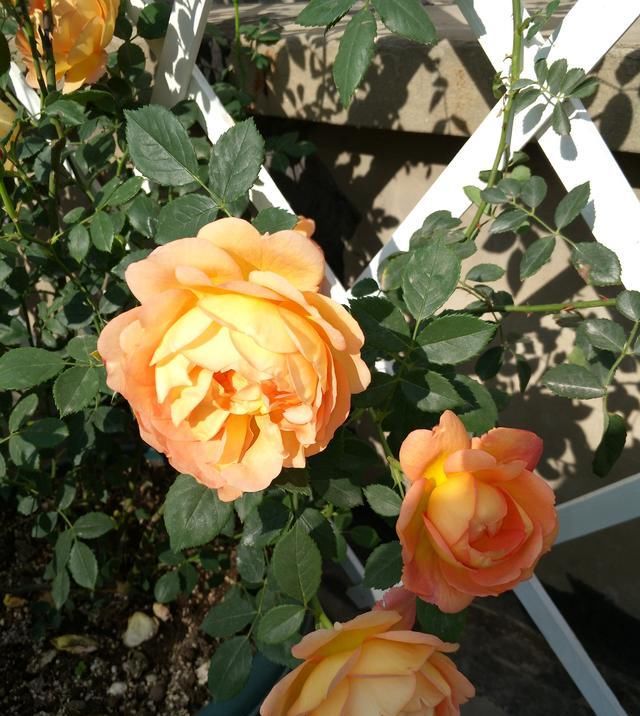  白粉病|春末夏初，月季花防治黑斑、白粉病有方法，安全度夏，远离病害