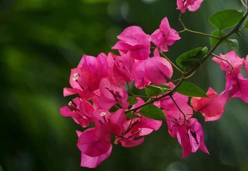  #妖娆#喜欢在家中养护花卉，就选择“妖娆多姿”的花卉，花期长，花色艳