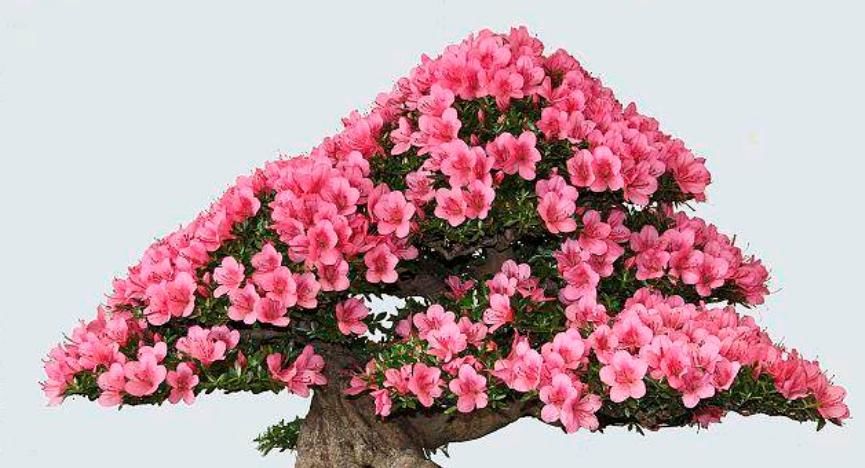  「有钱人」“3种花”有钱人都偷着养，自己发财不告诉别人，养家里招财旺运
