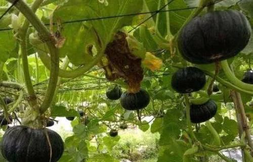  「种植」农民种植新引进的南瓜，味道似板栗，种植简单，市面上销量好