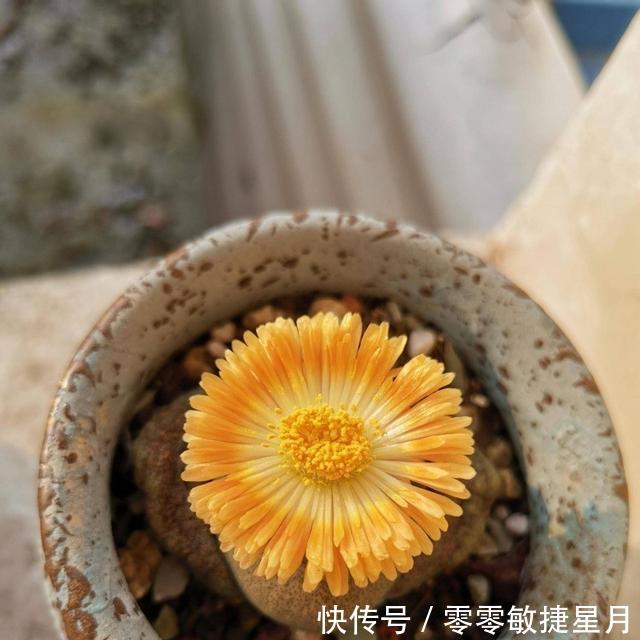 【时节】多肉在美好时节里尽情绽放吧!