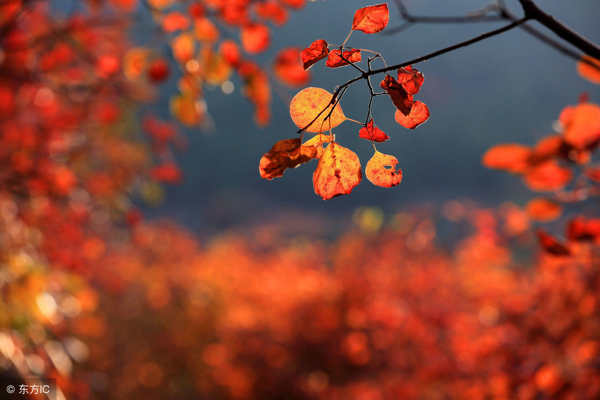 如此美妙的秋景，你若在，该有多好