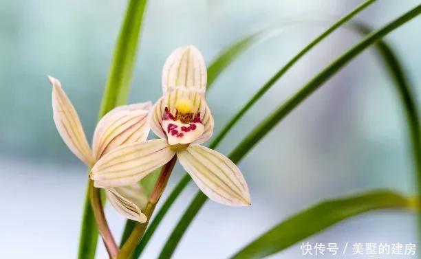 可每隔10|养好“春兰”不容易?养兰达人多年总结的养护经验送给您