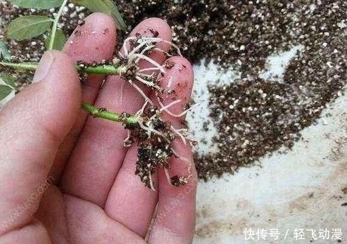 『随便』学会这个妙法,下雪天也能随便扦插,几天就扎满茂密的大白根