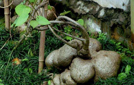  【地上】山里这种植物，根长在地上叫做地不容，常被人视为杂草