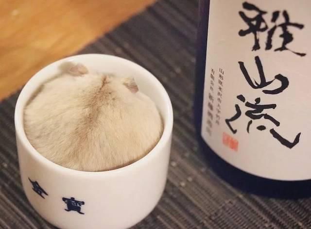  [讨人喜欢]这只呆萌的仓鼠爆火！又圆又胖，讨人喜欢到发生爆炸