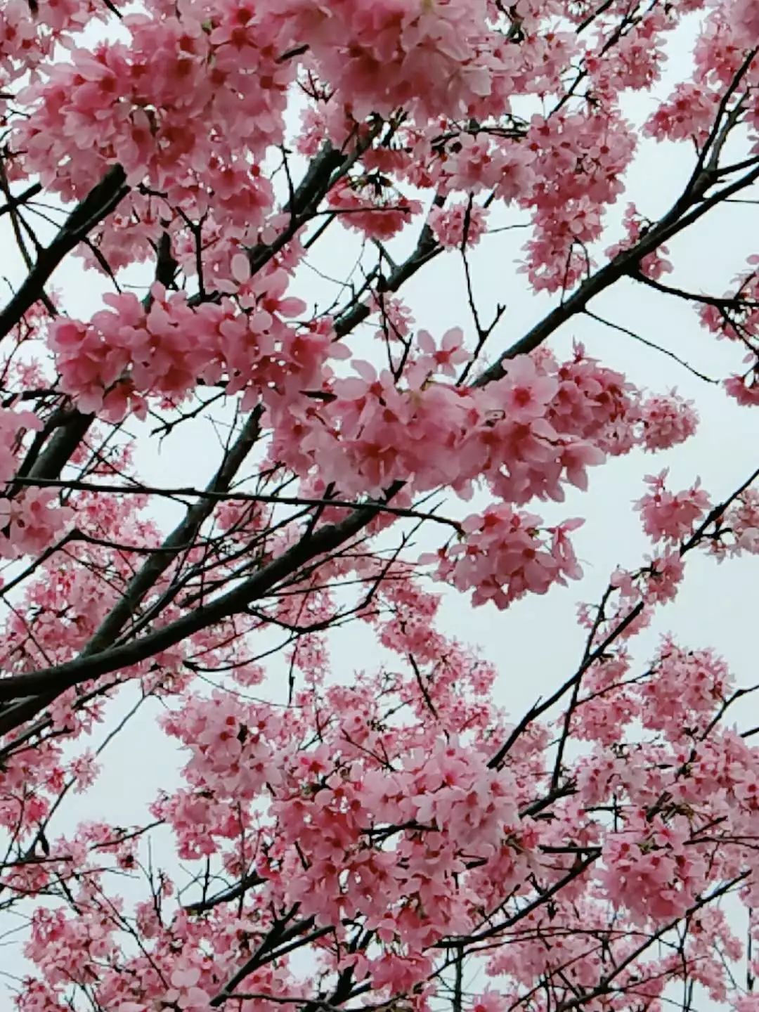 韶关:樱花引来万千客,鹦鹉飞落游人手!